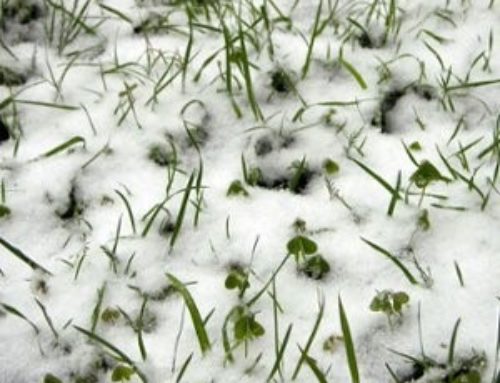 Common Spring Lawn Diseases to Watch for in Chicagoland