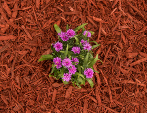 4 Reasons to Add a Fall Mulch Application to Your Landscape Plan